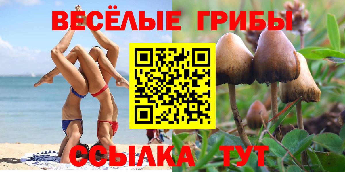 купить наркотики цена  Псилоцибиновые грибы Psilocybine cubensis  Вход с VPN  Саратов 